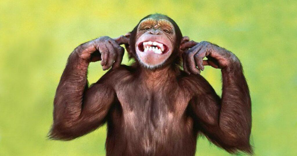 Funny Monkey Quotes