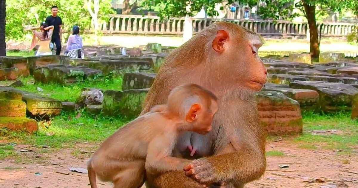 monkey quotes