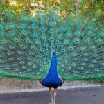 Peacock Captions