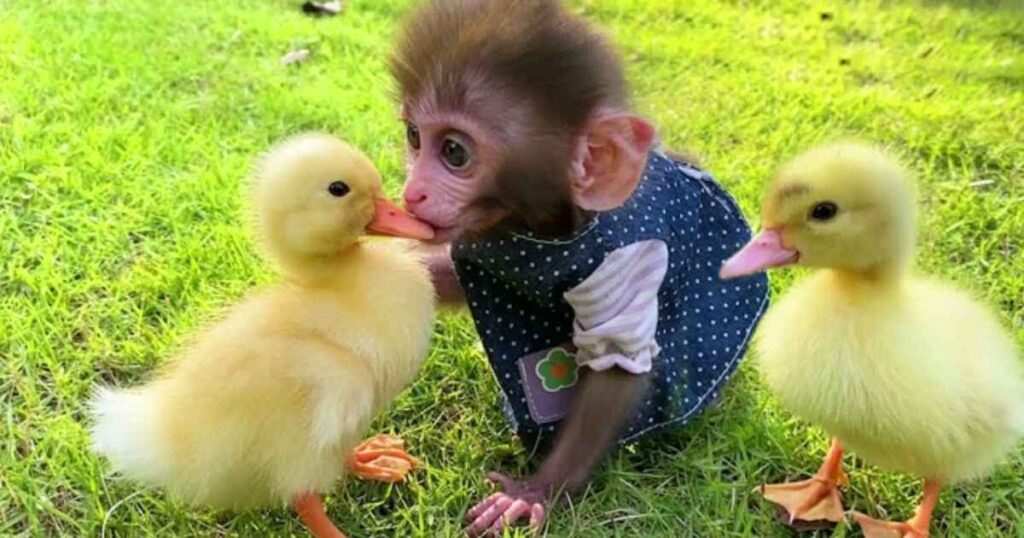 Playful Monkey Captions