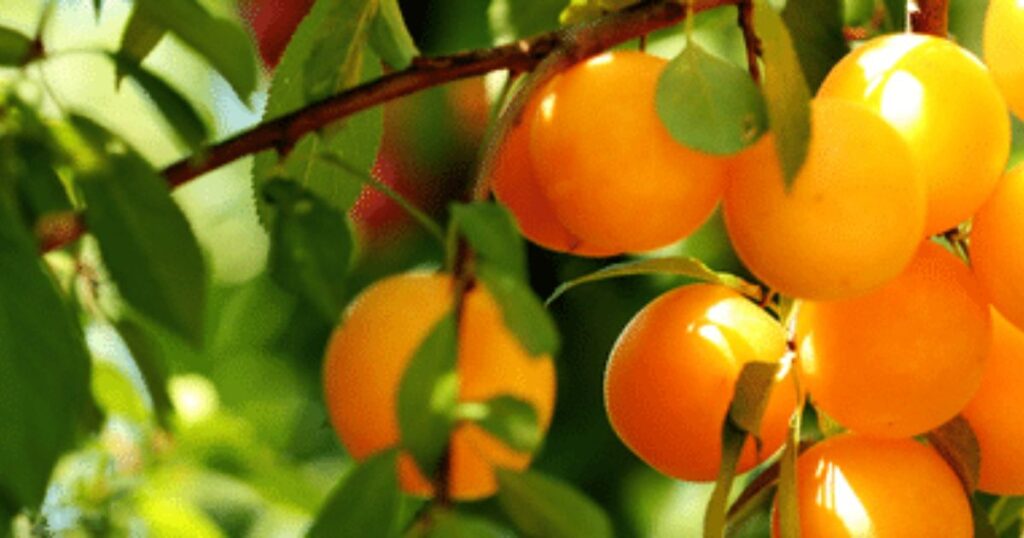 Speaking Increase and Fruitfulness Over the Celebrant